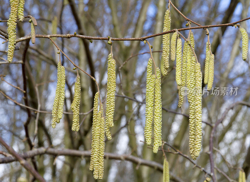 榛子(Corylus avellana)男性柳絮